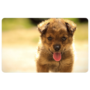 cute_puppy